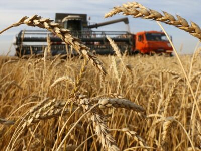 Libya Wheat Imports and Food Security: How Global Shocks Shape the Nation’s Grain Supply