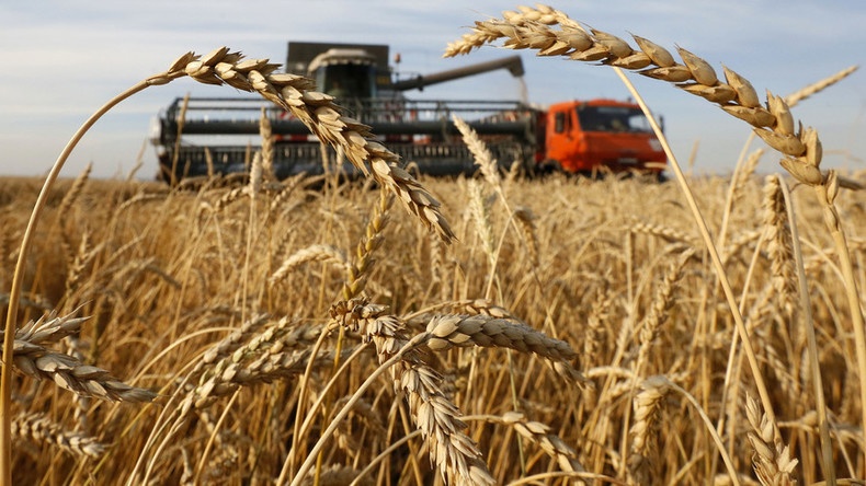 Libya Wheat Imports and Food Security: How Global Shocks Shape the Nation’s Grain Supply