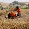 agriculture in libya