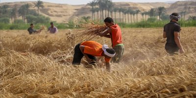 agriculture in libya