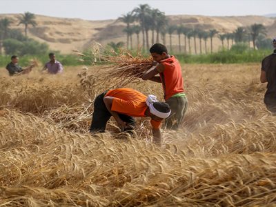 agriculture in libya
