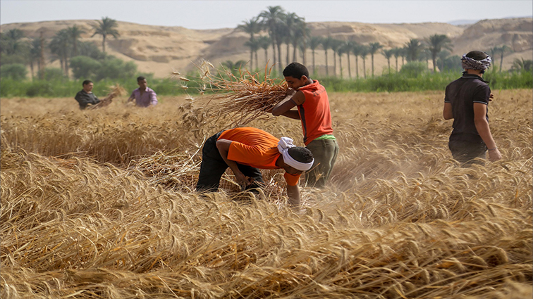 Libya launches 100-day plan to boost agriculture sector and reduce food dependency