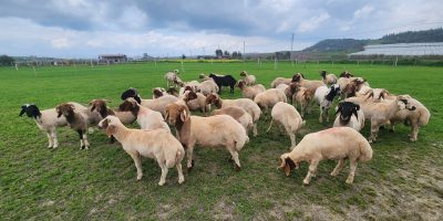 Sheep