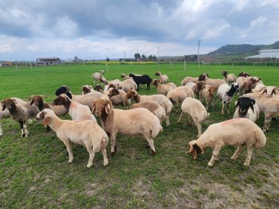 Sheep