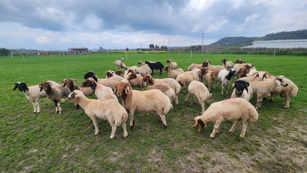 Romania Prepares to Resume Sheep Exports to Libya